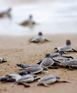 Tortugas en la arena