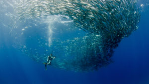 Snorkel en Baja California