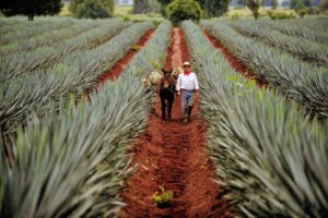 Mexico agave fields