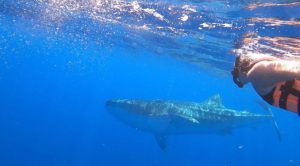 Tiburón ballena en Holbox