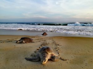 La Escobilla: Rescate y liberación de tortugas marinas 