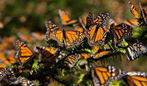 mariposa-monarca-naranja-mexico