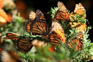 papillons-michoacan-mexique