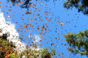 mariposas-monarcas-vuelo-mexico