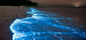 bioluminiscencia en las aguas de la isla holbox