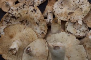 mushrooms-mexico-rutopia