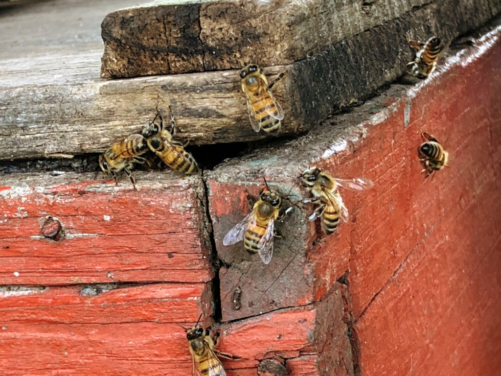 abejas-meliponas-mexico-rutopia