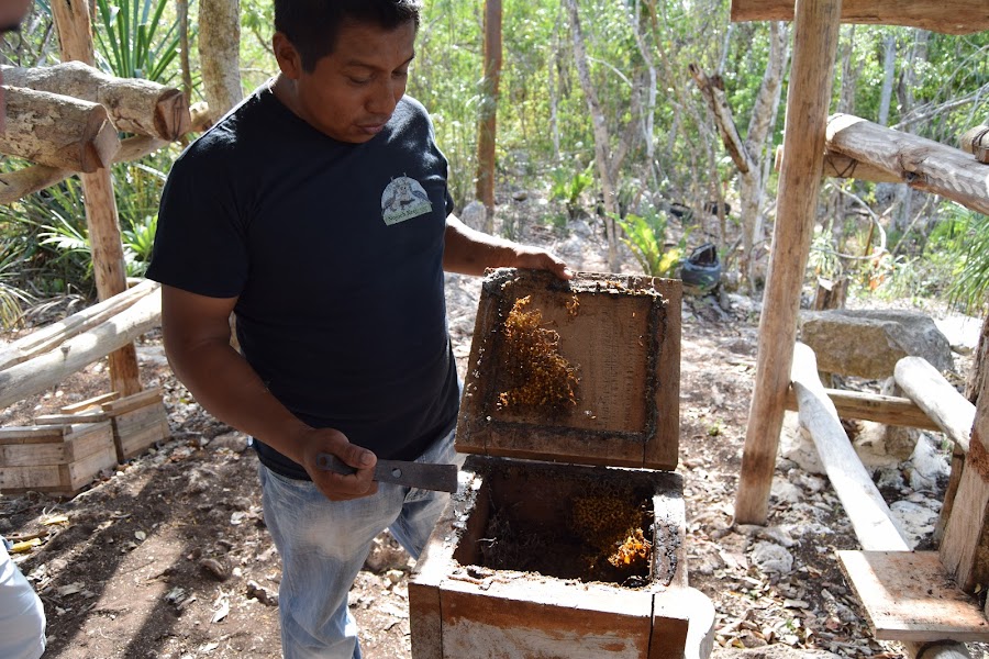 abejas-productor-local-mexico-rutopia