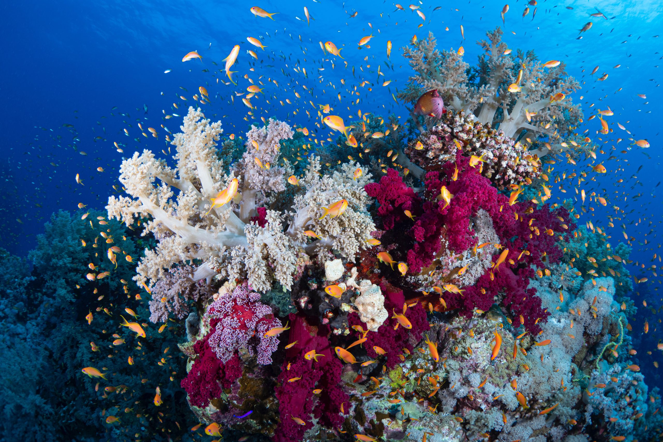 peces anaranjados y de colores nadando entre corales y arrecifes
