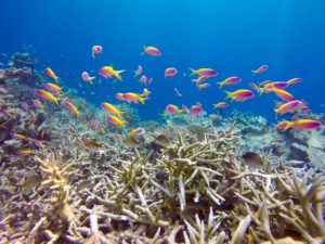 peces nadando entre corales