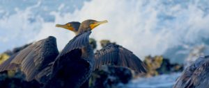 cormoranes aves al sur de mexico