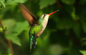 birdwatching colibri sur de mexico san felipe