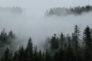 bosques de niebla en oaxaca