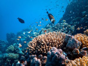 peces nadando en los arrecifes de coral mexico