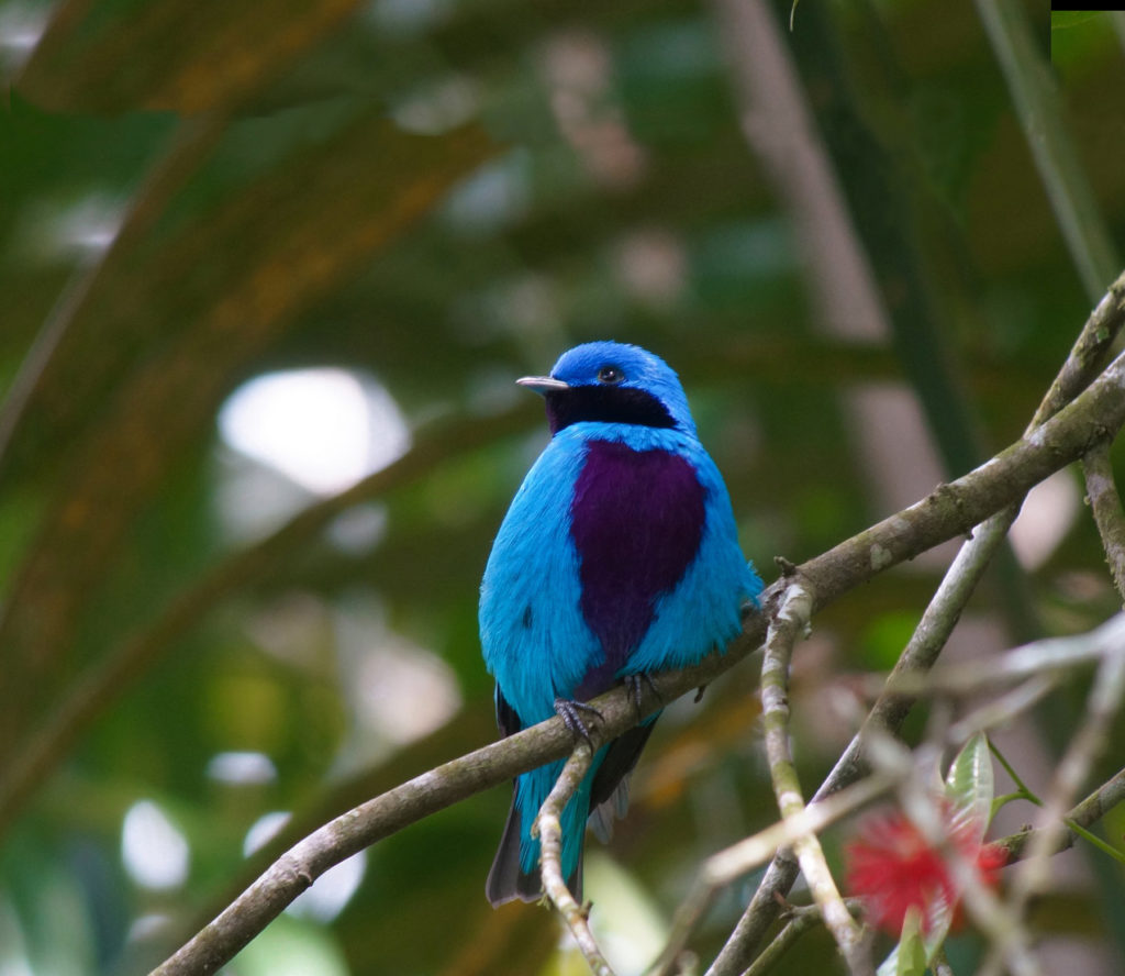 ave cotinga azuleja en la biosfera naha selva lacandona