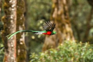 quetzal el triunfo chiapas quetzal volando