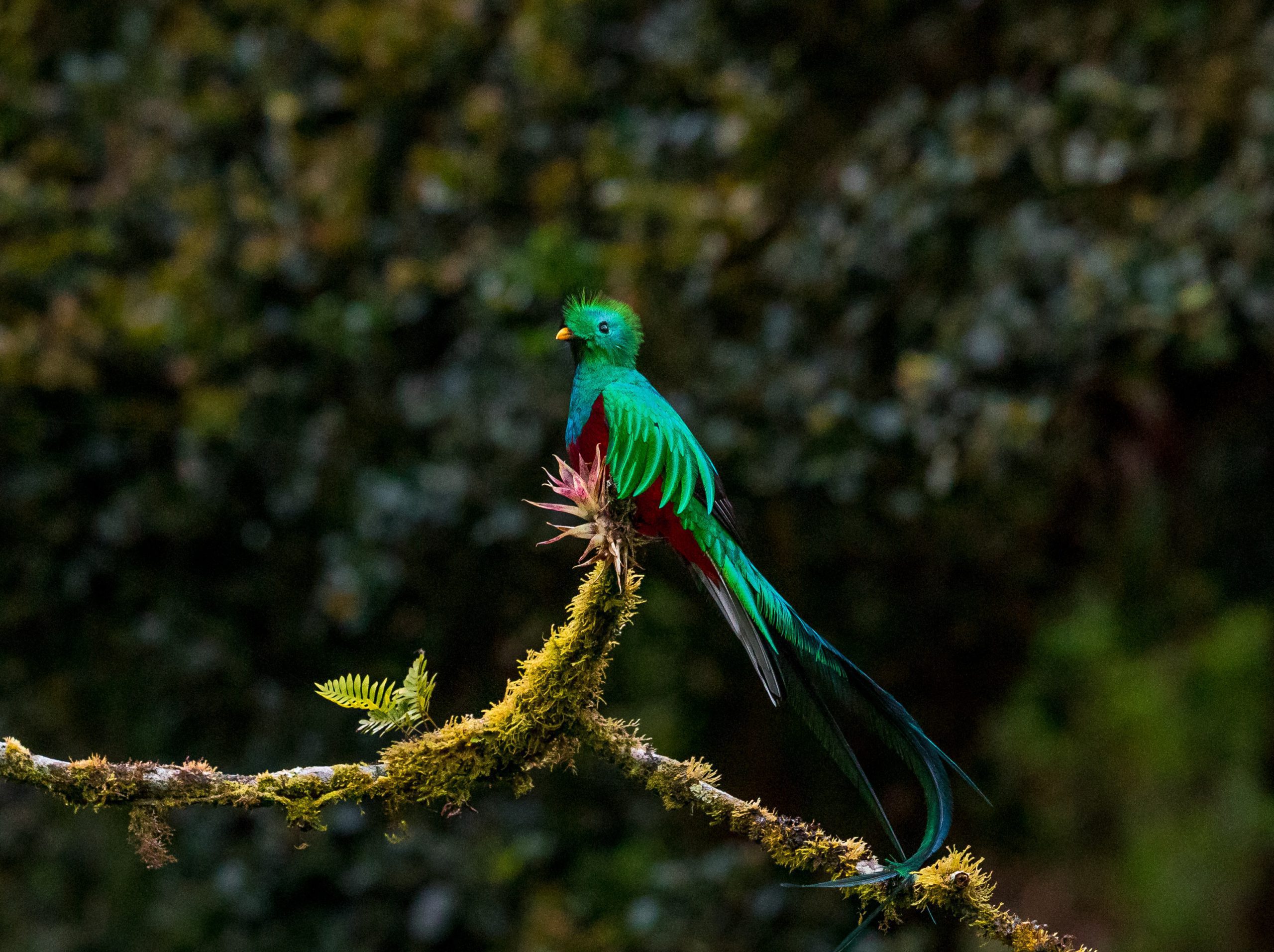 quetzal el triunfo chiapas parado en una rama