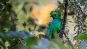 quetzal en el triunfo chiapas parado sobre ramas