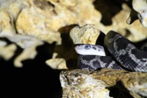 culebra ratonera en la cueva de las serpientes colgantes de kantemo