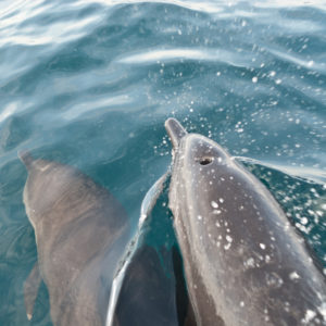 delfines-puerto-escondido-oaxaca
