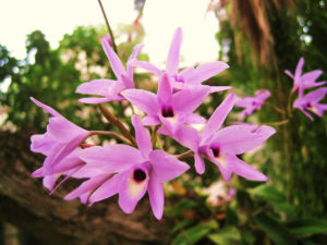 orquideas moradas en la biosfera natural de calakmul