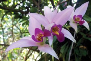 Especies de orquídeas en Oaxaca