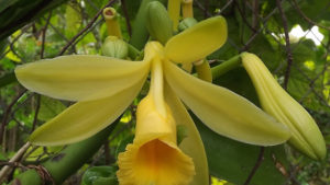 vaina de la vainilla endemica de mexico-orchid-varieties