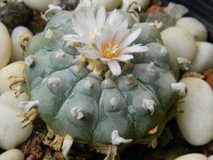 Flor Peyote-Mexican endemic flowers 