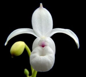 Orquídea-Mexican endemic flowers 