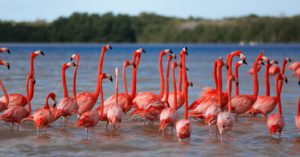 ecoturismo en yucatán flamingos rosados en la reserva de Celestún