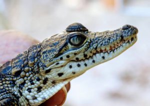 fauna y cocodrilos en la reserva de la biosfera ria lagartos en yucatan mexico