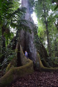 arboles de ceiba y cedro en canto de la selva un paraiso escondido en Chiapas