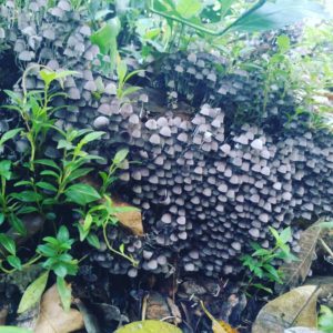 reino fungi una de las maravillas que tienen paraisos escondidos en Chiapas
