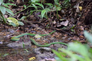 fauna in the lacandon jungle a hidden paradise in Chiapas