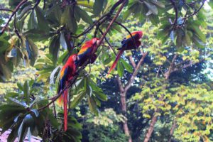 macaws enjoying the weather in lancandona jungle in a hidden paradise in chiapas