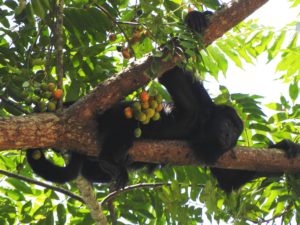 monos arañas y monos aulladores comiendoen un paraiso escondido en Chiapas