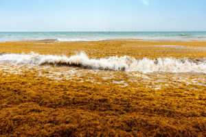 sargassum on mexican beaches an environmental problem