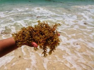 sargassum on mexican beaches in the caribe