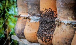 panales de la abeja melipona en cuetzalan puebla