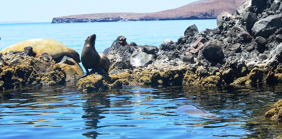 San-Rafaelito sea lions