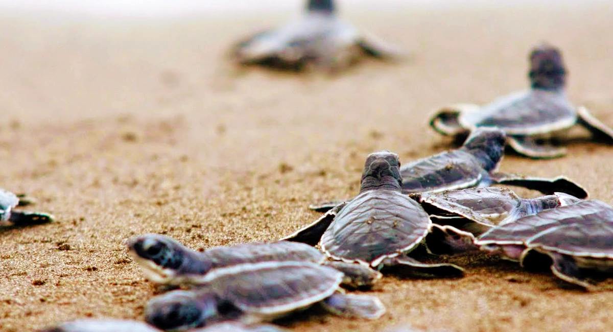 The Escobilla - Rescue and release of sea turtles rutopia