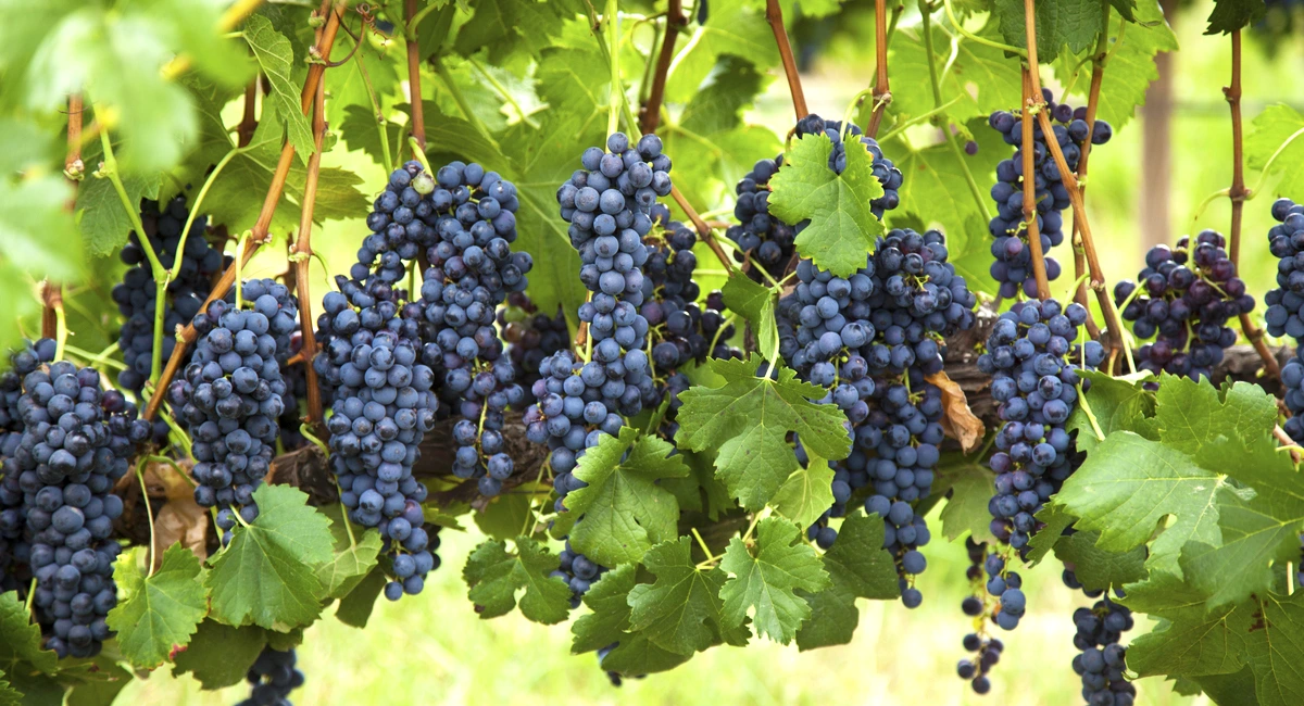 Wine tasting at the Cuna de Tierra vineyard in San Miguel de Allende - rutopia