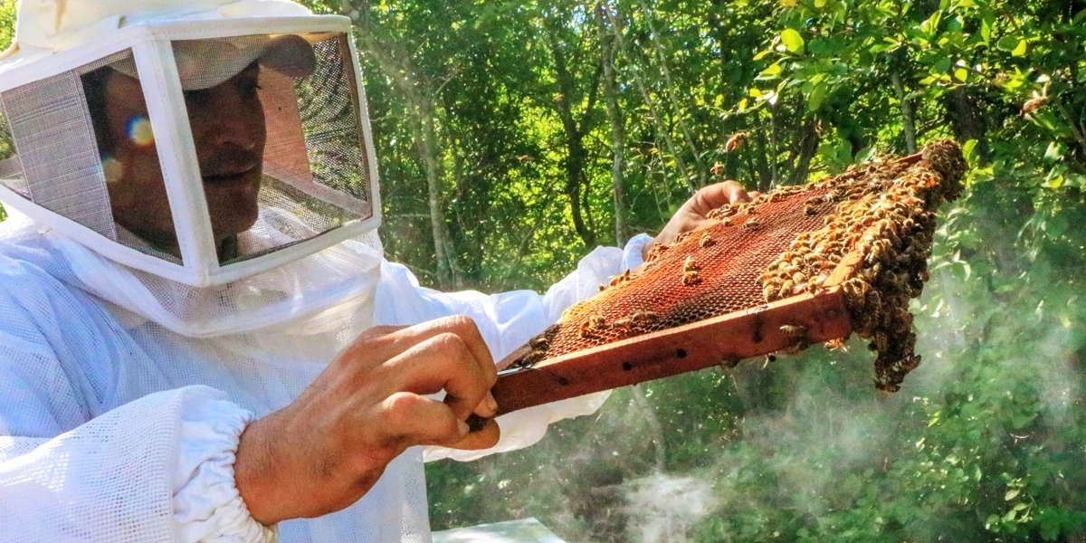 Yucatec-beekeeping2