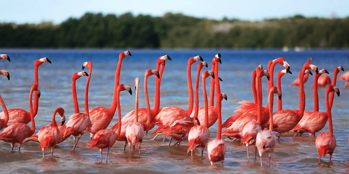 flamengos_rosados_celestun_yucatan_ecotourism_rutopia