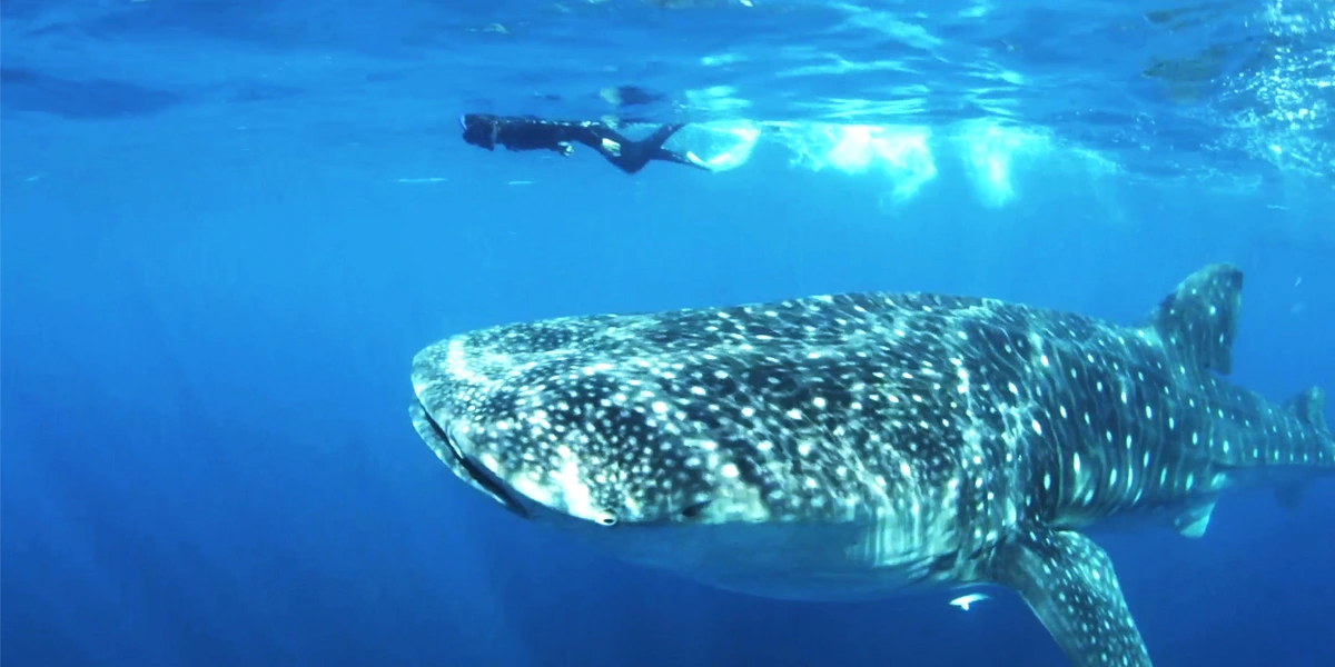whale shark swim holbox-rutopia